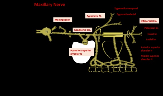 maxillary nerve branches 