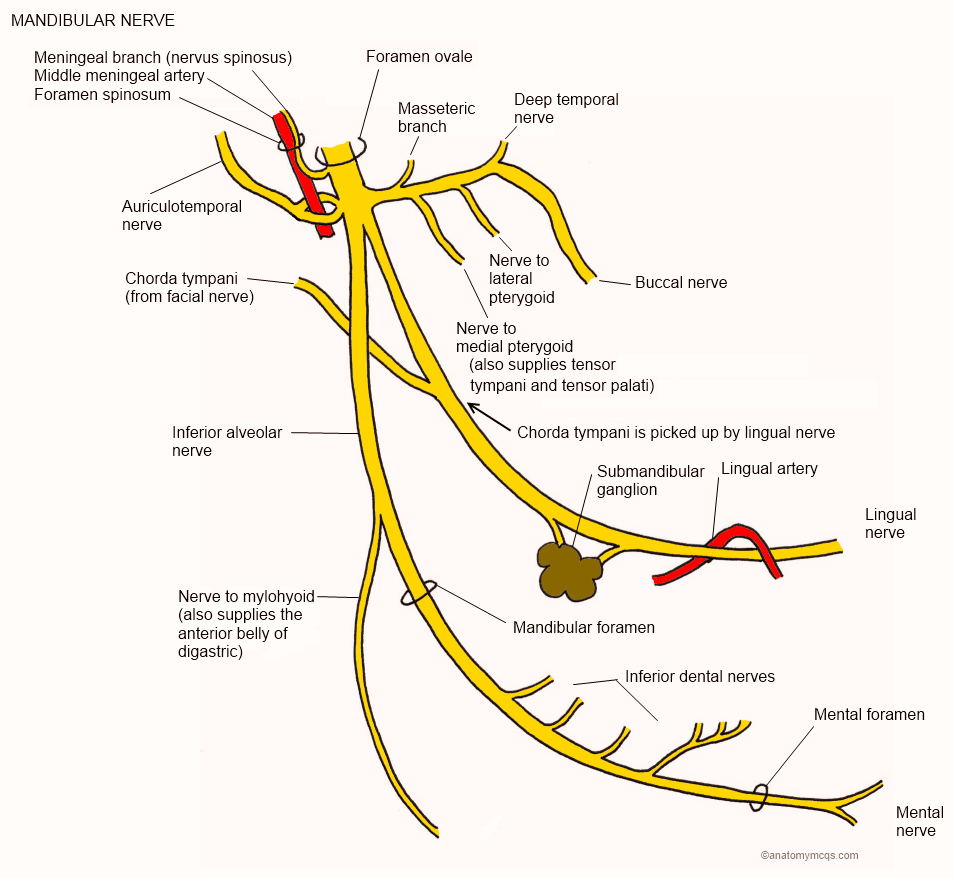 mandibular nerve 